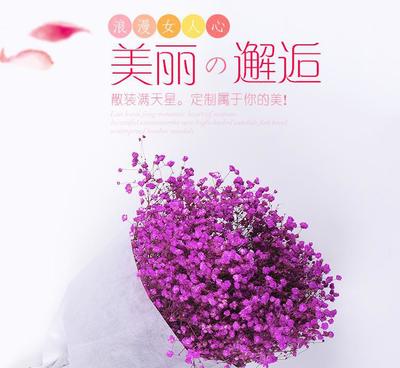 云南干花批發(fā) 散裝滿天星花束，產(chǎn)地直銷純自然風(fēng)干永生花