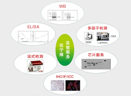 優寧維 專業抗體供應商，隆重推出全面實驗技術服務